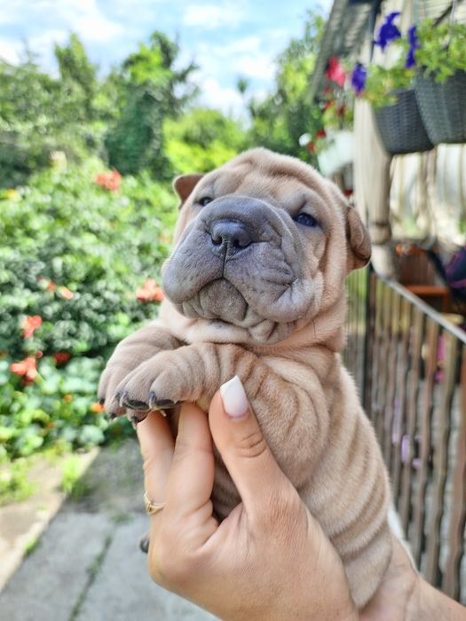 Шарпей щенки продаж