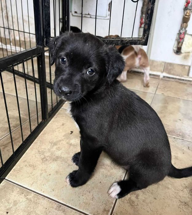 Szczeniaki szukają domów