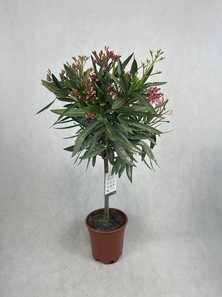 Oleander na pniu różowy kalisz wysyłka
