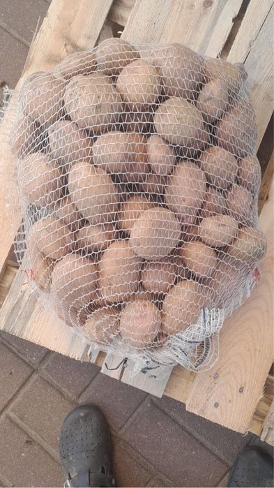 Ziemniaki Irga Kaliber powyżej 5