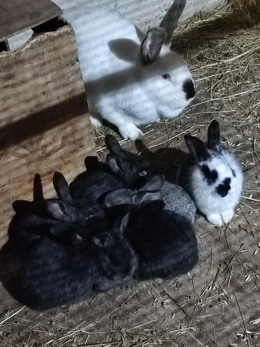 Кролики и крольчата продам