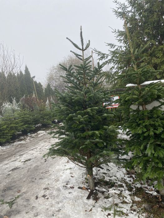 Choinki z dowozem poznan okolice