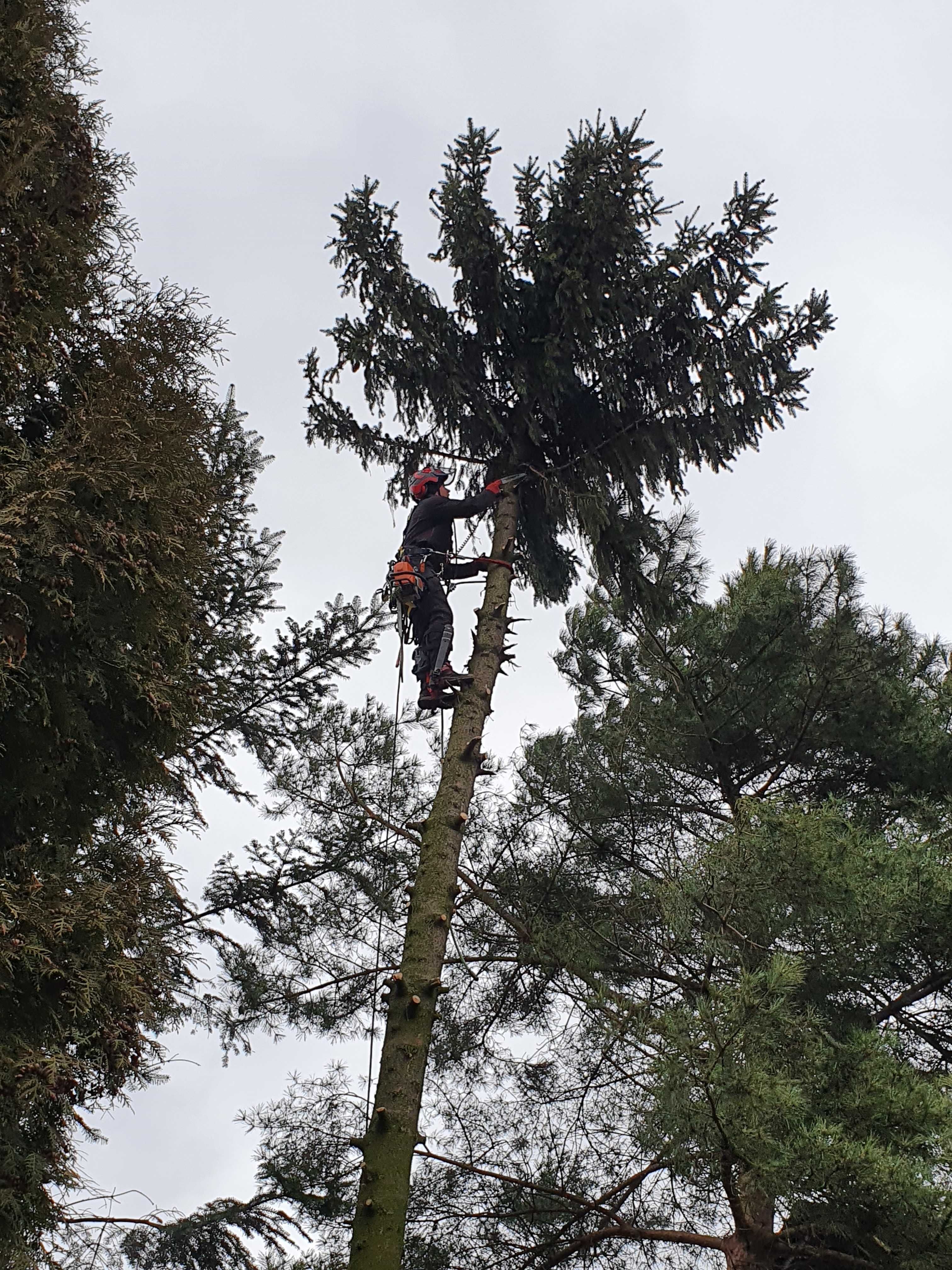 Wycinka drzew, przycinka, Arborysta, usługi rębakiem. Rębak