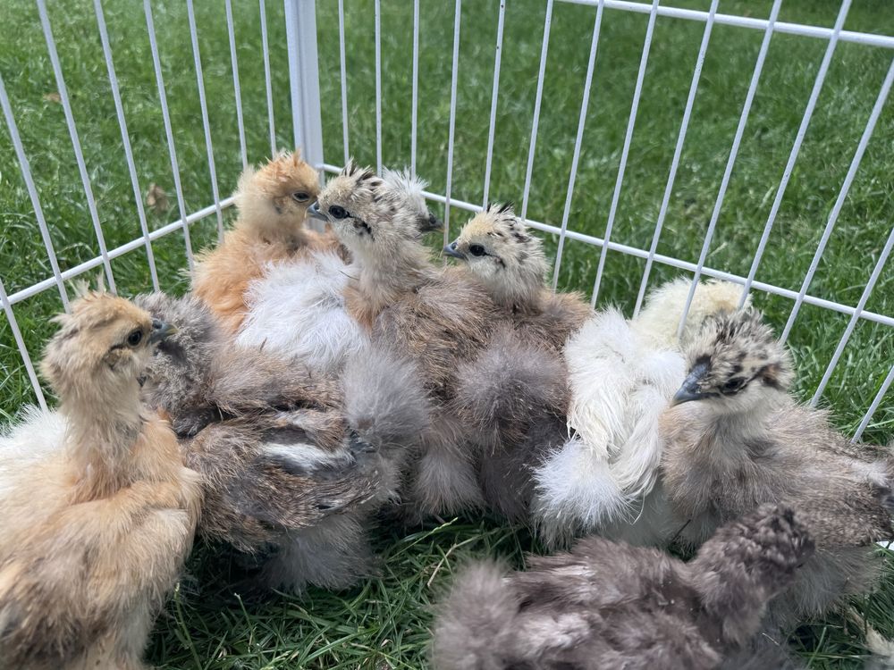 Kurczaki silki silka cena za wszystkie