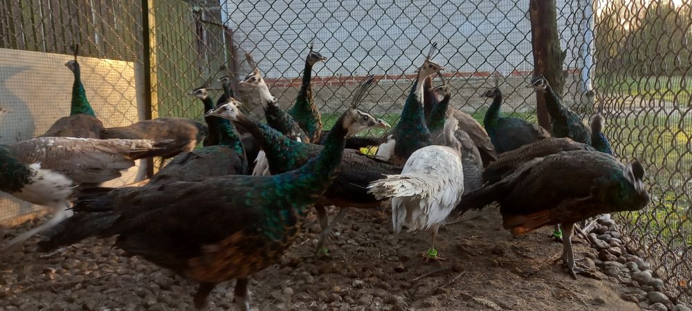 Paw pawie szmaragdowe 2025r