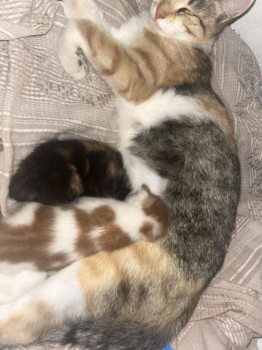 Віддам кошенят в гарні руки