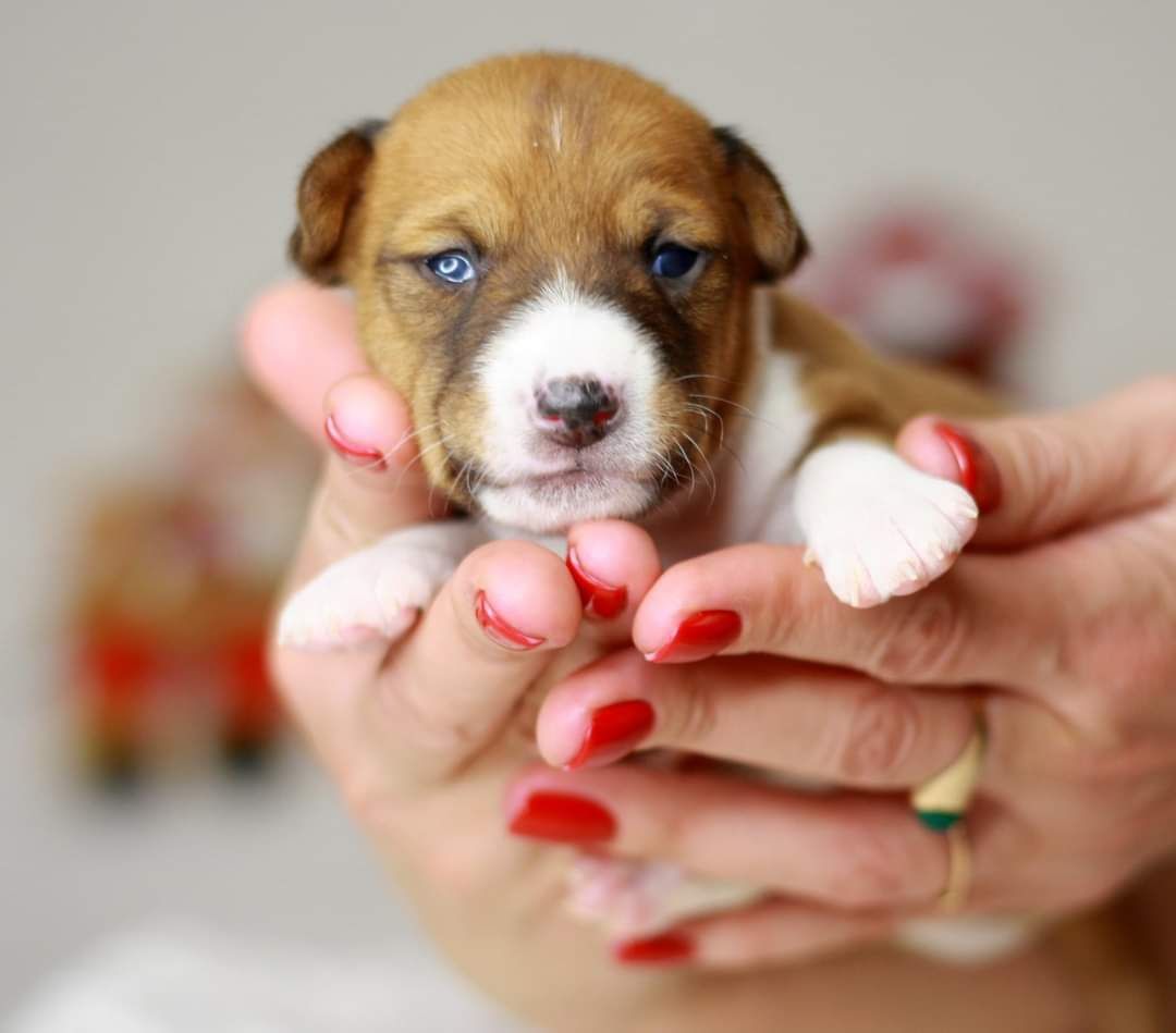 Басенджи. Basenji.  КСУ FCI