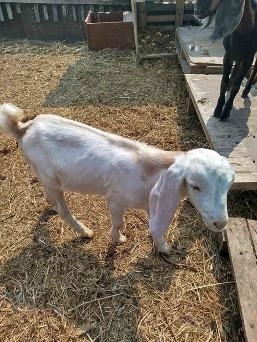 Молоді козлятка.