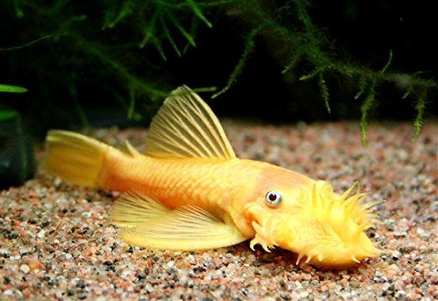 Анциструс зірчастий, альбінос, сомик