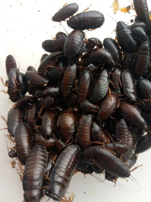 Зофобас, тараканы разные