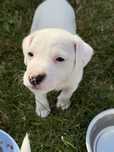 Parson Russell Terrier suczka rezerwacja