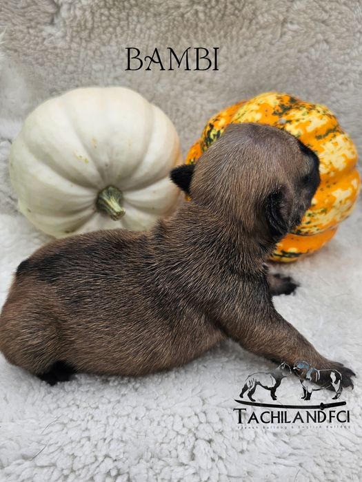 Bambi  buldog Francuski FCI