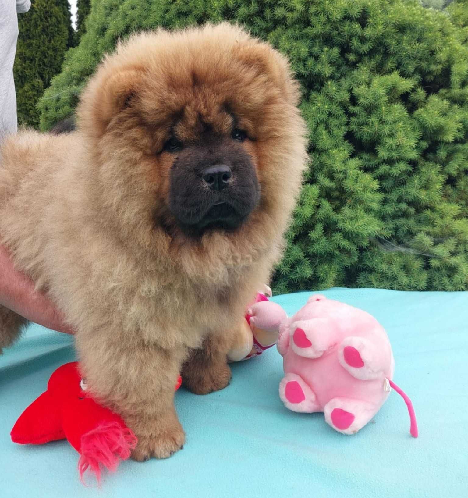 Chow chow ruda suczka ZKwP FCI