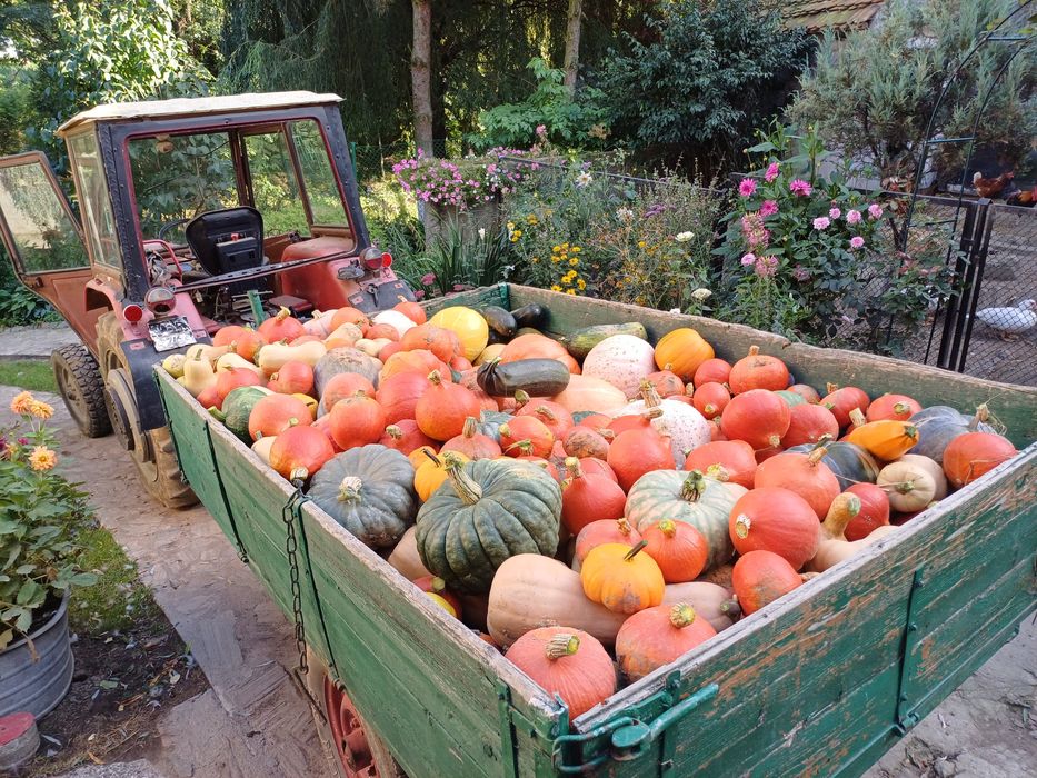 Dynie  różne odmiany