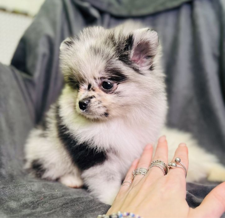 Щенка шпица мини, девочка мерле и мальчик белый