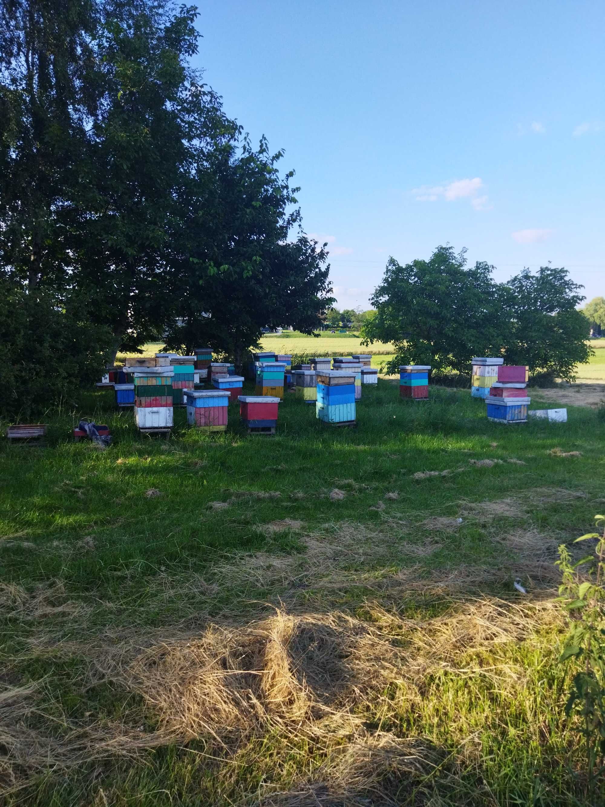 Propolis ,kit pszczeli