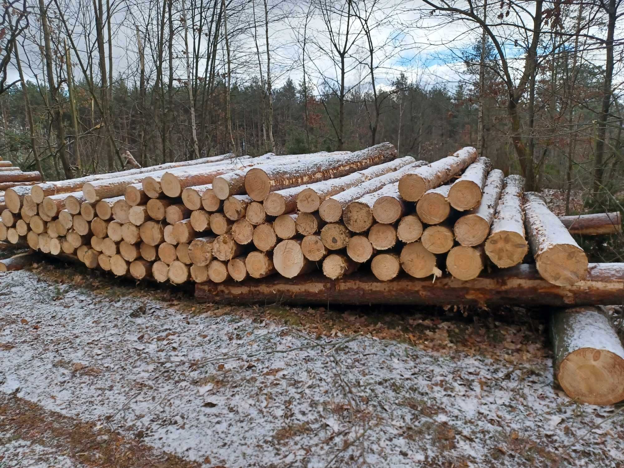 Sprzedam kłodę sosnową