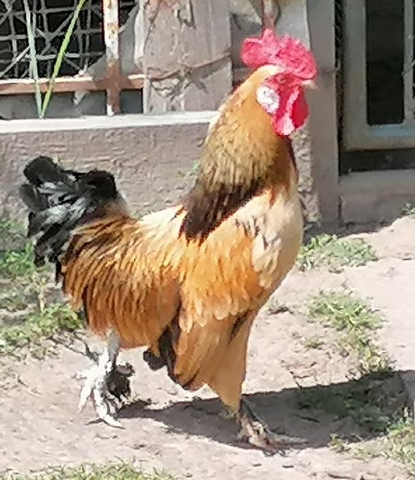 Kogutyi liliputki mlode