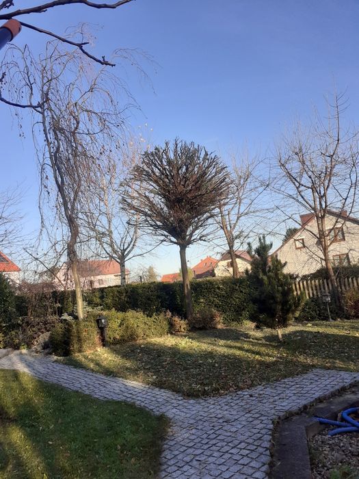 Koszenie, wycinka drzew, czyszczenie działek, pielęgnacja ogrodu