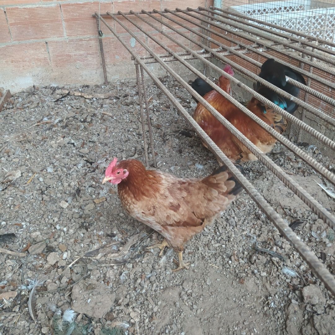 Galos diversos (não faço entrega)