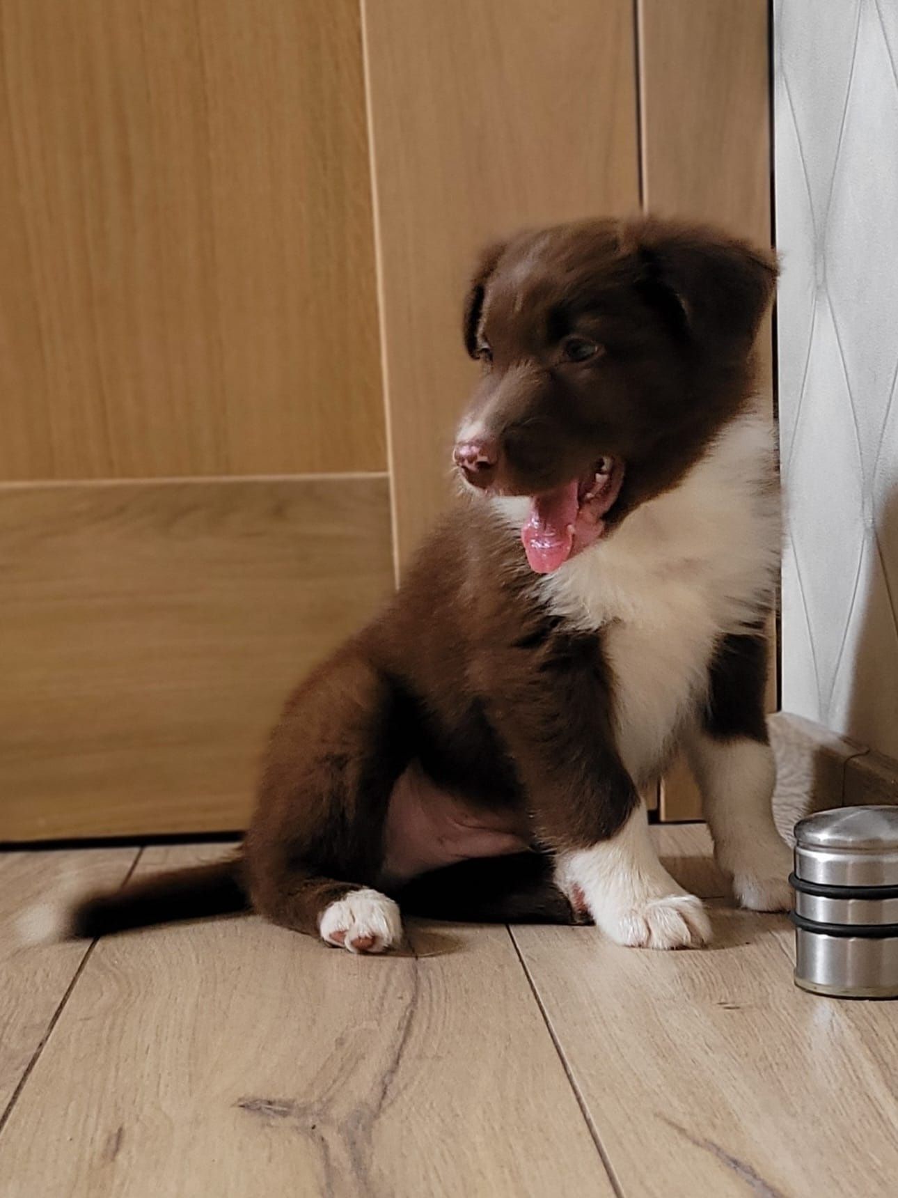 Border Collie piesek