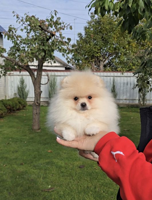 Чарівні красунчики.