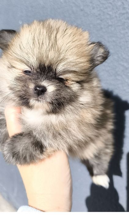 Spitz anão.Lulu da Pomerânia. Menina Mini com LOP e Afixo