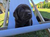 Labrador retriever piesek pieski mały czekoladowy brązowy gotowe CZIRO