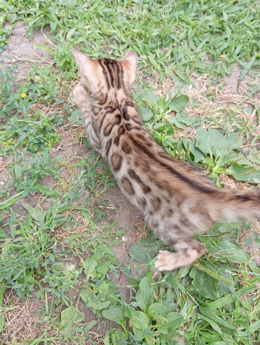 Бенгальский мальчик шоу класса