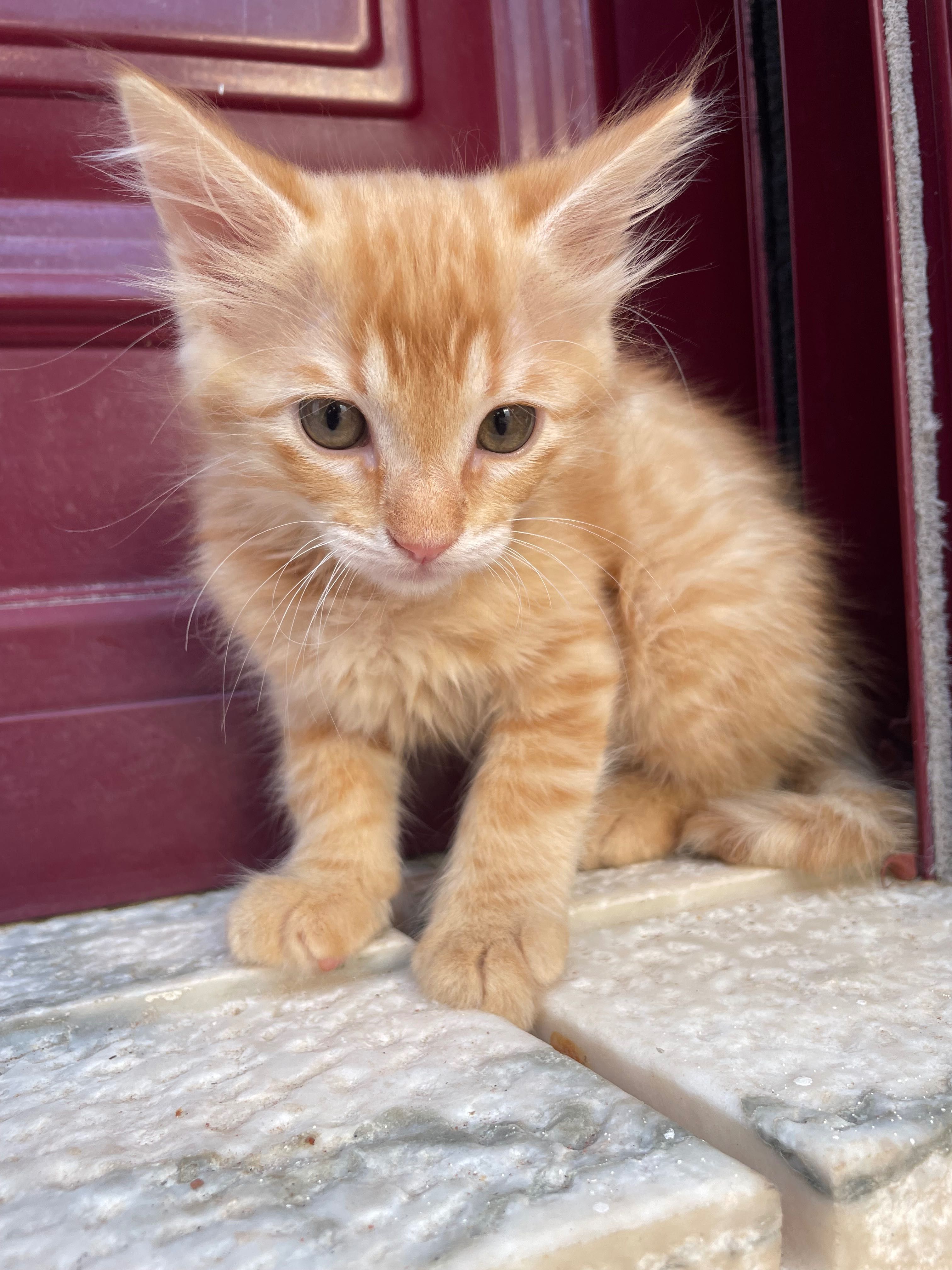 Gatinhos para adoptação responsável