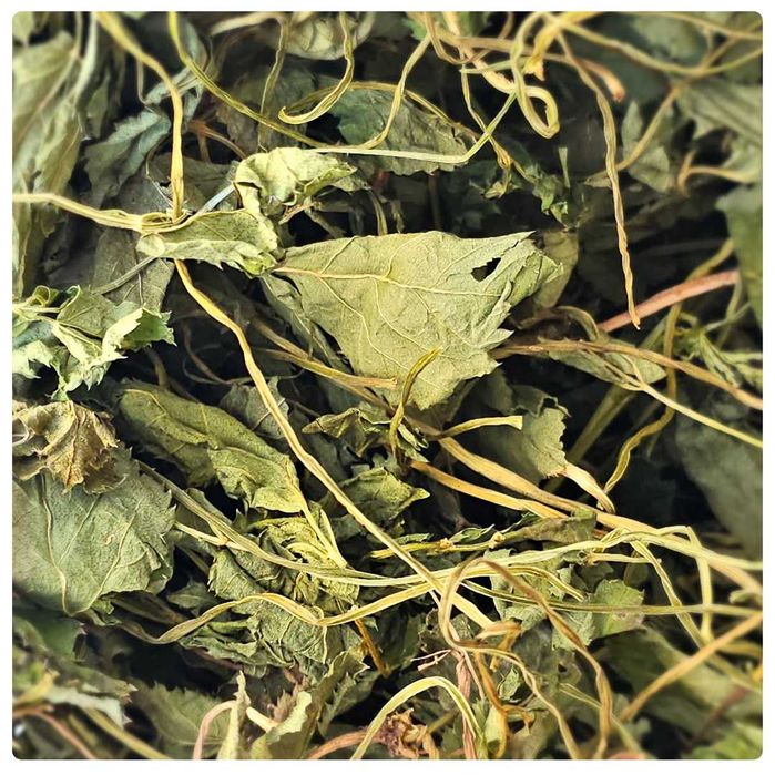 Podagrycznik suszone ziele dla królika, świnki morskiej,szynszyli 100g