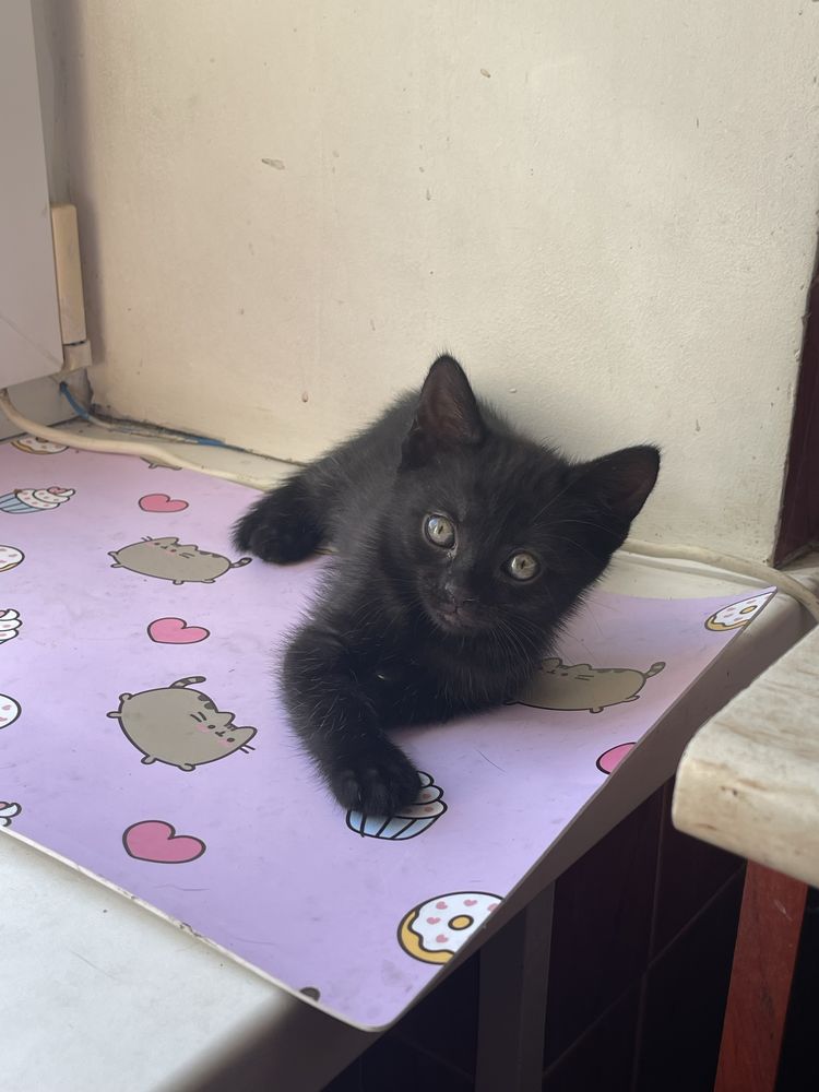 Котики 1,5 міс. 1 дівчинка і 3 хлопця. Полу британці
