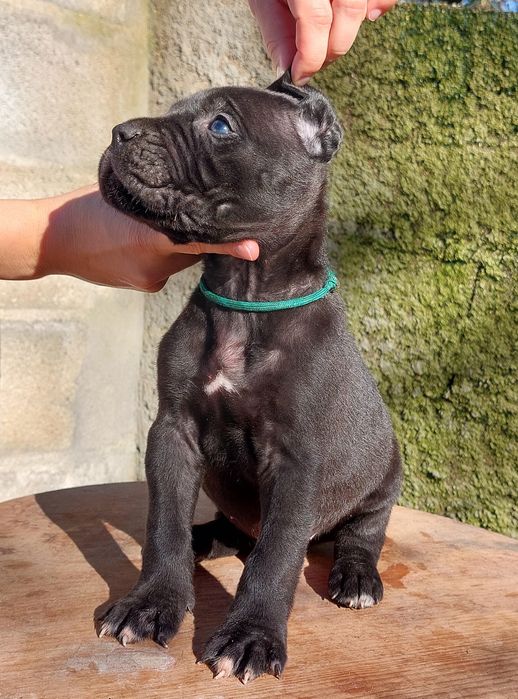 Cane Corso Italiano