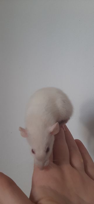 Крысы|Щури|Крысята|Щурики Дамбо и Стандарт