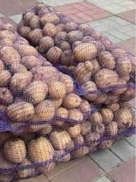 Продам велику домашню картоплю