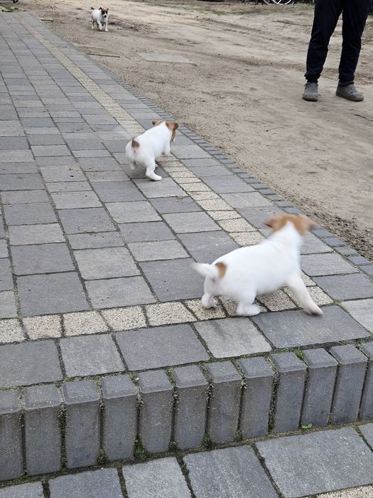 Jack russell terrier
