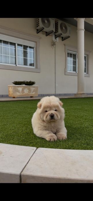 Magnífica chow chow fêmea