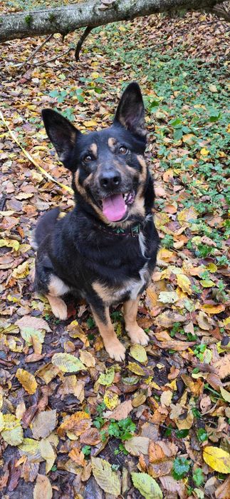 Muniek prawie owczarek niemiecki do dopcji