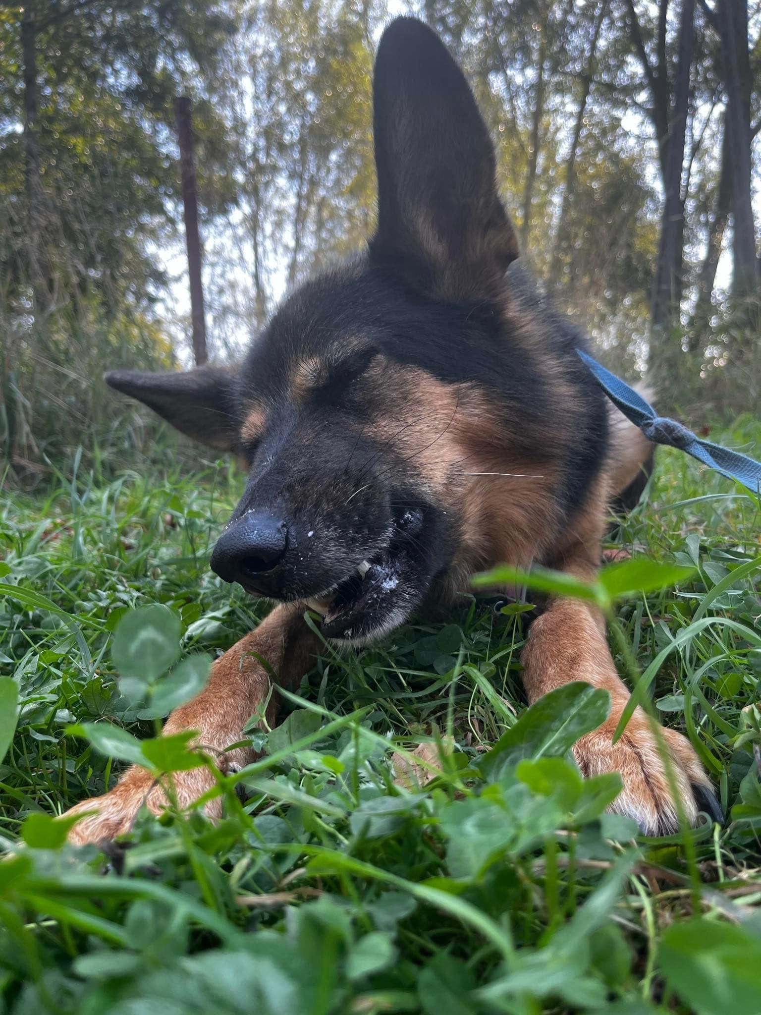 Owczarek niemiecki do adopcji!