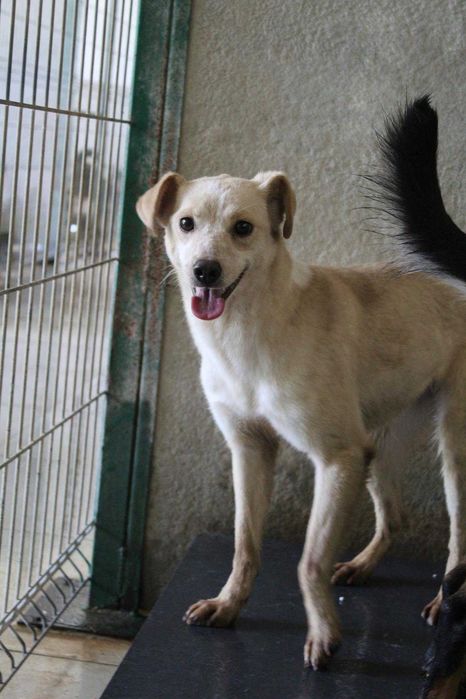 000886 Alina do adopcji