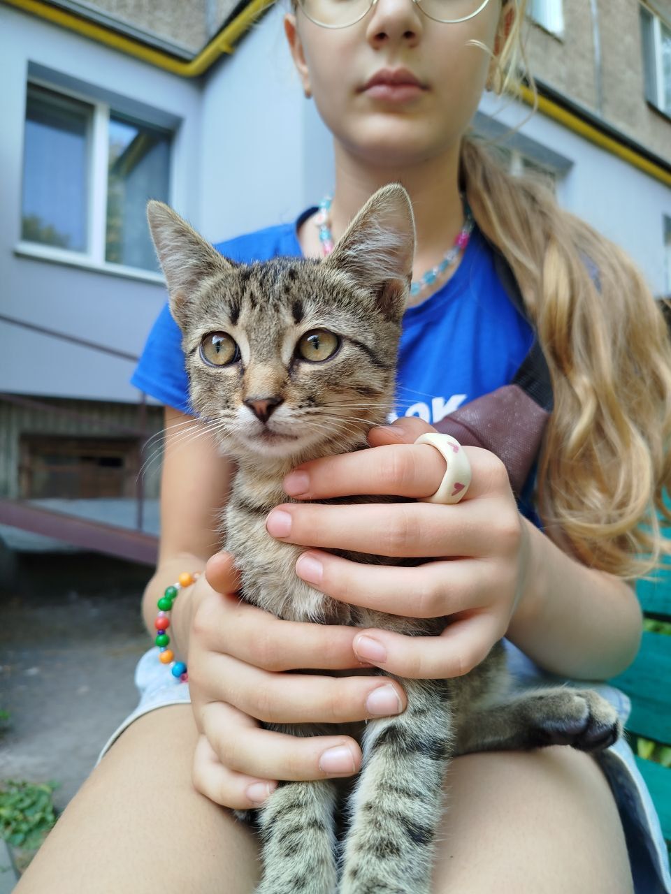 Кошеня хлопчик дворовий