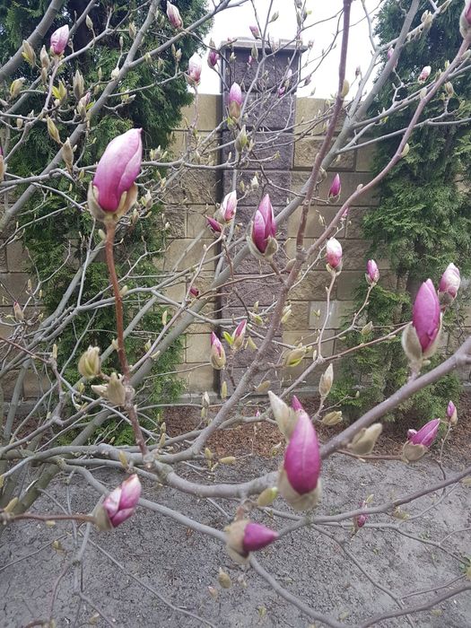 Саджанці магнолії Суланжа