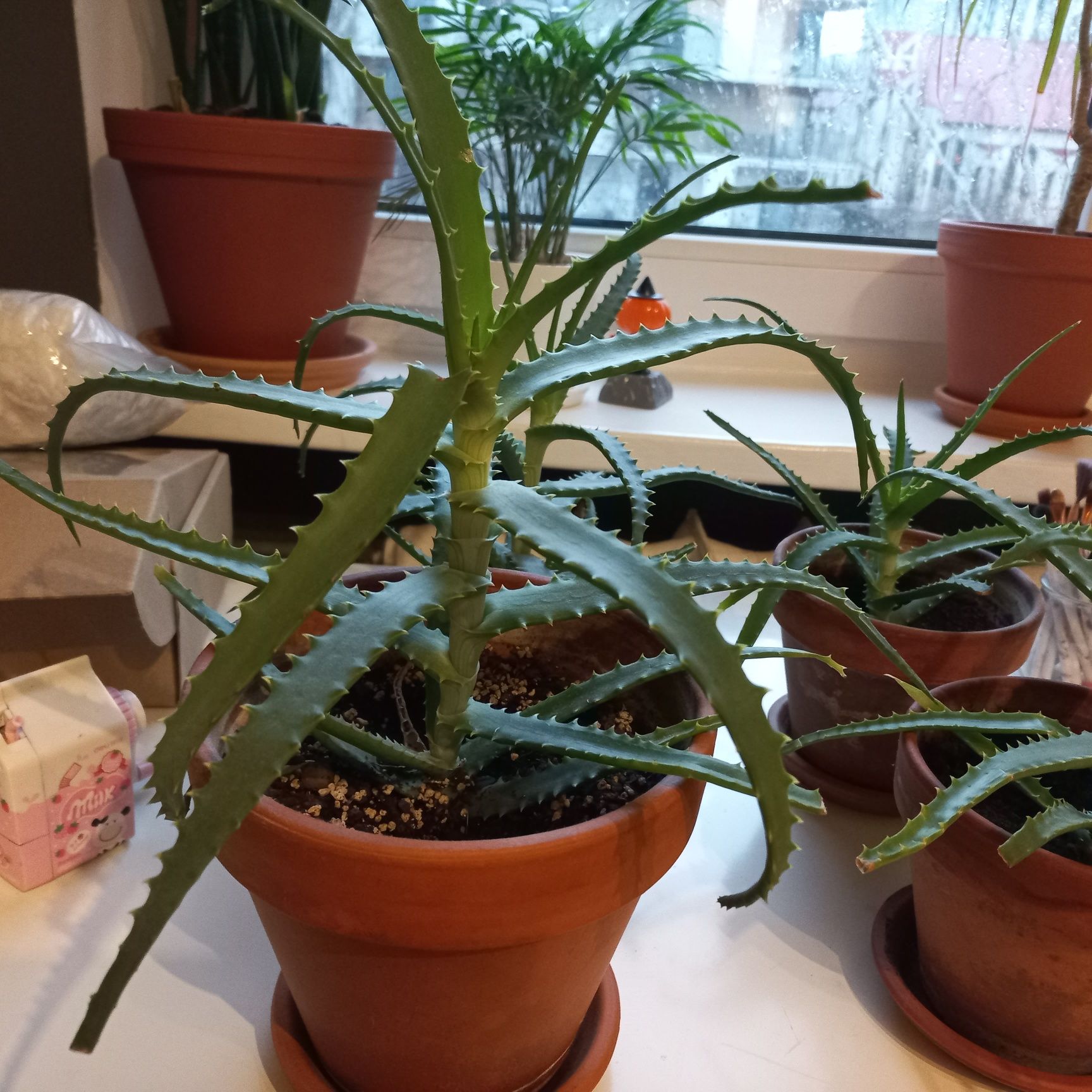 Aloes leczniczy aloes