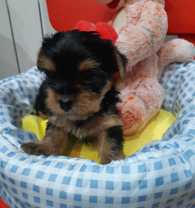 Yorkshire terrier piesek miniaturowy czarno złoty