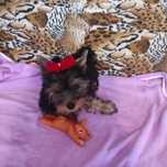 Suczka Yorkshire terrier