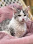 Maine Coon kotka samica