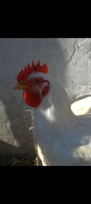 Продам домашних бройлеров