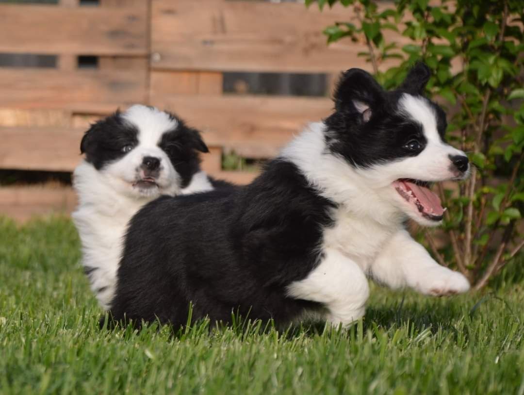 Psy Border Collie ZKwP / FCI szczeniaki