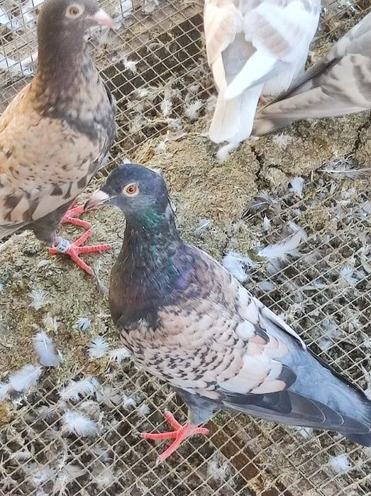 Gołębie pocztowe opal Fril