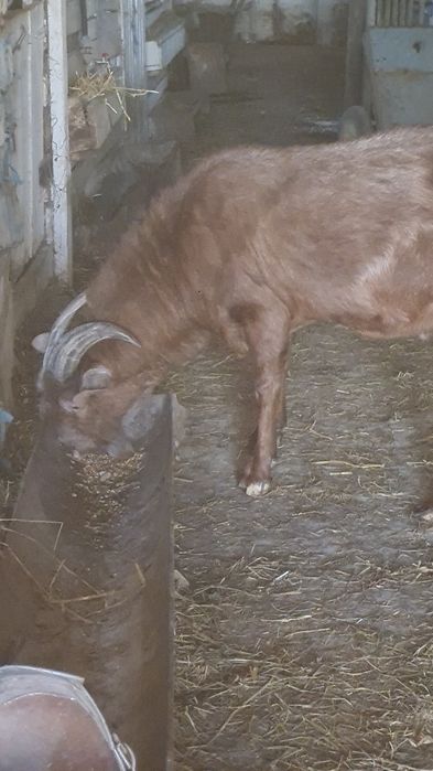 Продаються кози.